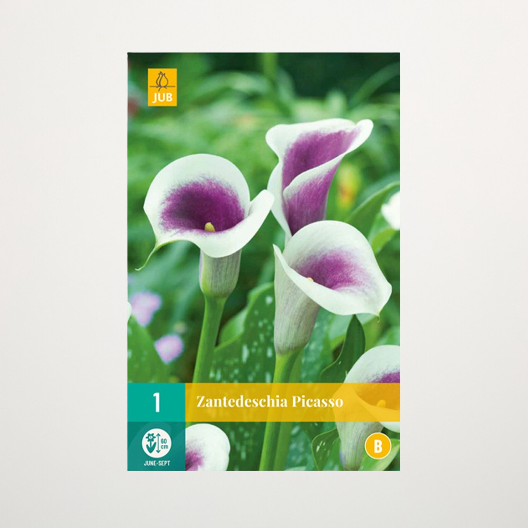 Calla 'Picasso' - Wurzel