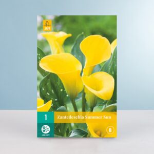 Calla 'Summer Sun' - Wurzel