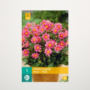 Topmix-Dahlie pink - Knolle