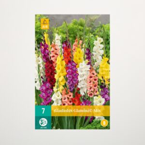 Zwerg-Gladiolen 'Glamini© Mix' - 7 Knollen