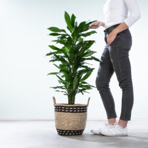Drachenbaum 'Janet Lind' XL
