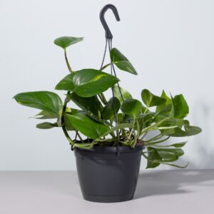 Epipremnum 'Pinnatum' Ampel