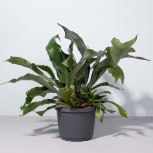 Geweihfarn 'Bifurcatum' Ampel