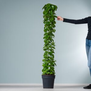 Cissus 'Rotundifolia' mit Rankhilfe