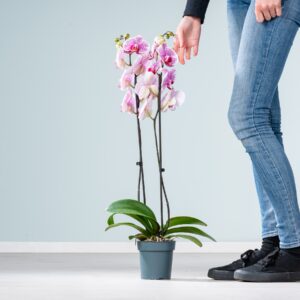 Phalaenopsis 'Pandora'
