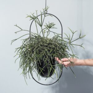 Rhipsalis 'Baccifera'