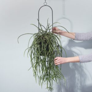 Rhipsalis 'Pilocarpa'