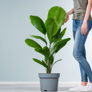 Strahlenpalme