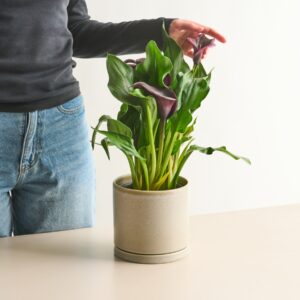 Afrikanische Calla Lila