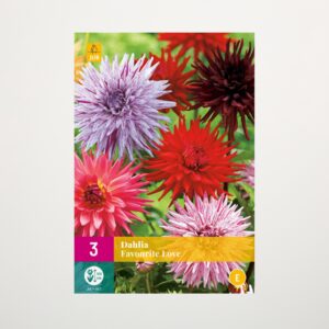Dahlien 'Favourite Love' Mix - 3 Knollen