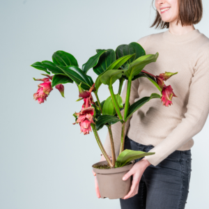 Medinilla 'Magnifica' Rot - 4 Knospen