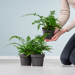 BIO Wurmfarn 'Erythrosora'  - 3 Stück