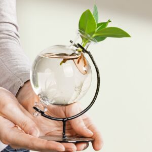 Waterplant 'Clusia' im Deko Glas