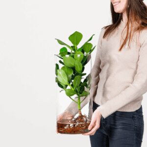 Waterplant 'Clusia' im Zylinderglas