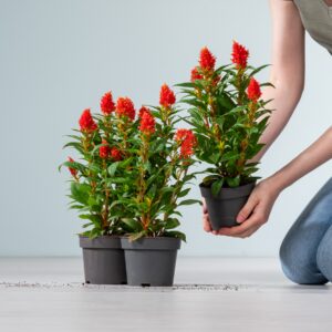 Brandschopf 'Argentea' orange - 3 Stück