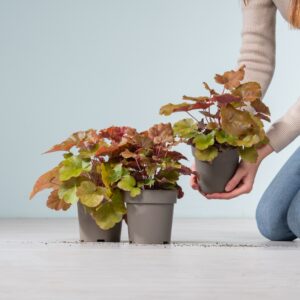 Heuchera - 3 Stück