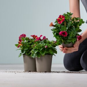 Petunie 'Queen of Heart' Rot - 3 Stück