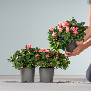 Pinkfarbene Azalee - 3 Stück