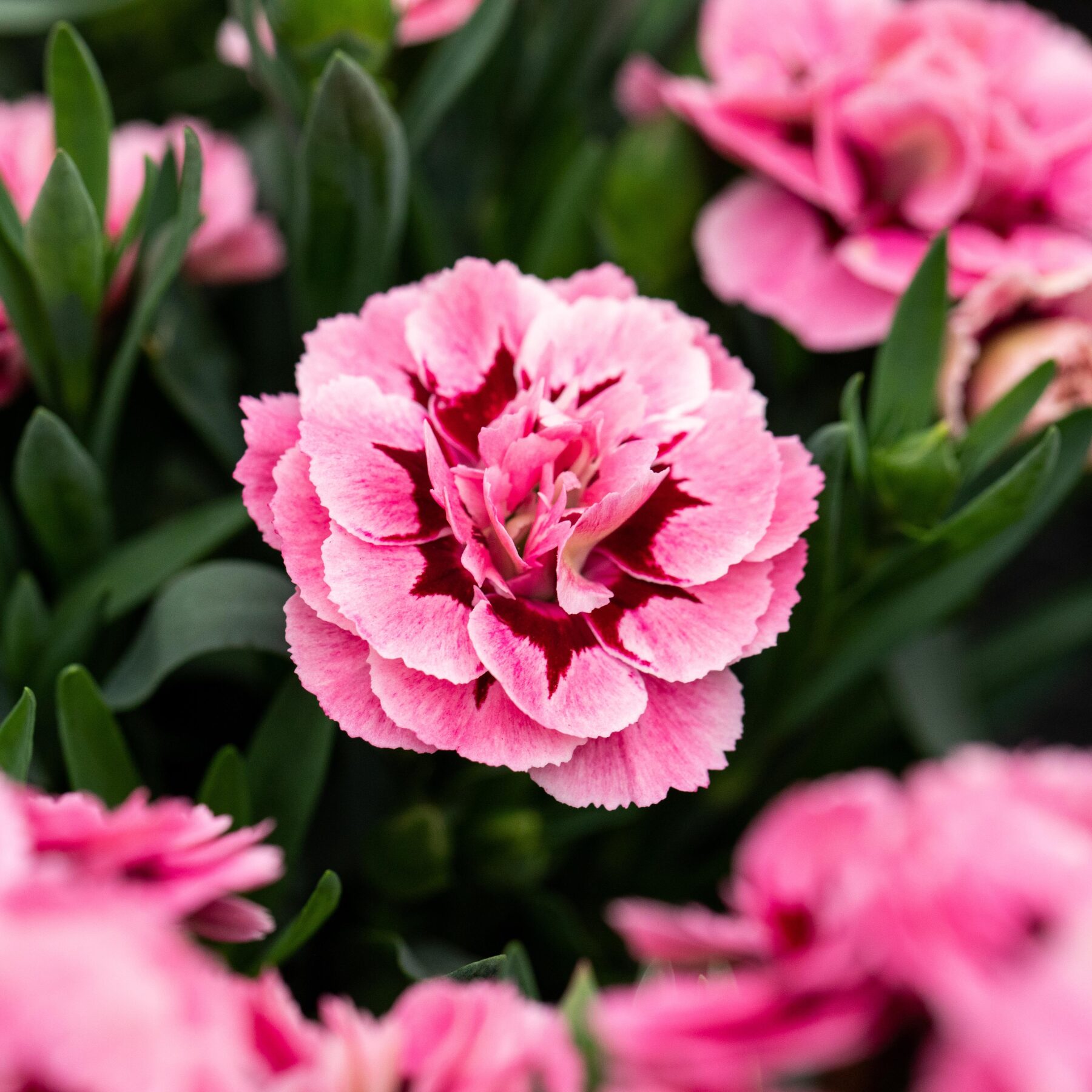 Pinkfarbene Gartennelke 'Oscar' - 3 Stück