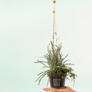 Pottburri Craspedia mit Mühlenbeckia - 3 Stück