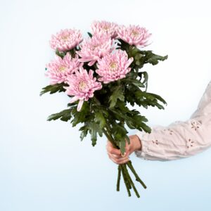 Deal: Rosa Chrysanthemen 7 Stiele