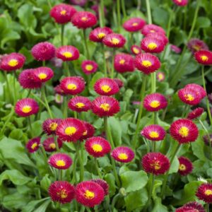 Rote Gänseblümchen - 3 Stück