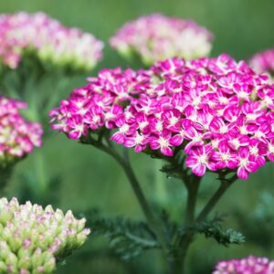 BIO Schafgarbe 'Cerise Queen' - 3 Stück
