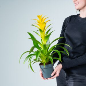 Guzmania 'Suerte Yellow'