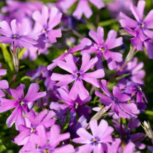 Polsterphlox Lila - 3 Stück