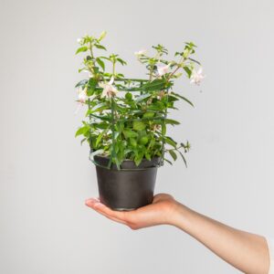 Rosa Hänge-Fuchsien - 6 Stück