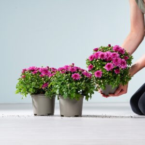 Rosafarbene Chrysantheme 'Garden Mums' - 3 Stück
