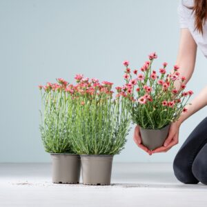 Rosafarbene Sommermargerite - 3 Stück
