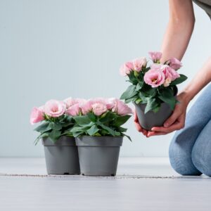 Rosafarbener Prärieenzian - 3 Stück