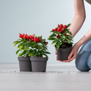 Zierpaprika rot - 3 Stück
