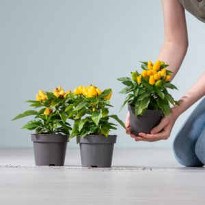 Zierpaprika gelb - 3 Stück