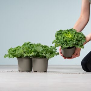 Zierkohl kraus weiß - 3 Stück