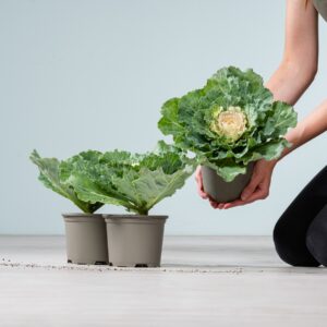 Zierkohl glatt weiß - 3 Stück