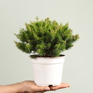 Waxflower 'Sweet Sixteen' - 3 Stück