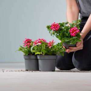 Verbenen Pink-Weiß - 3 Stück
