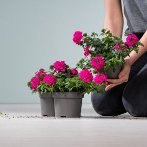 Verbenen Pink - 3 Stück
