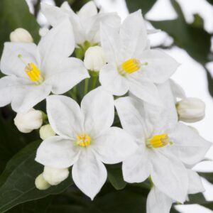 Sommerjasmin - 3 Stück