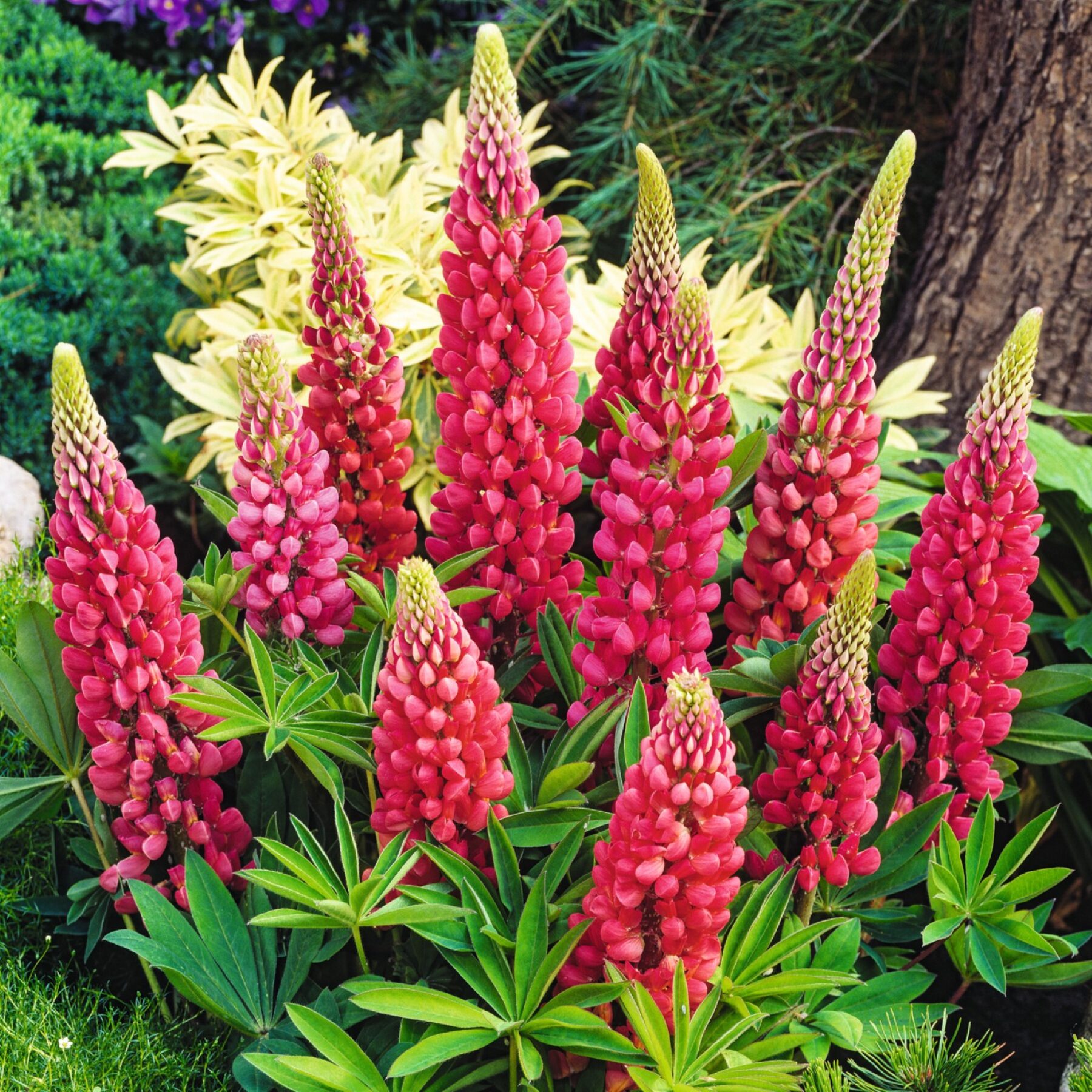 Rote Lupine - 3 Stück