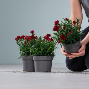 Rote Gartennelke 'Sangre' - 3 Stück