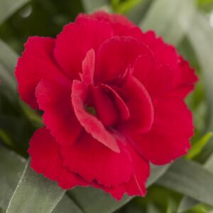 Rote Gartennelke 'Oscar' - 3 Stück