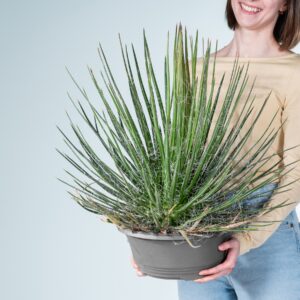 Agave 'Filifera' XL