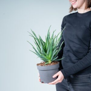 Aloe 'Arborescens' M