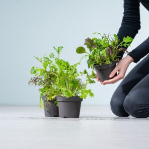 BIO Asia Schnittsalat - 3 Stück