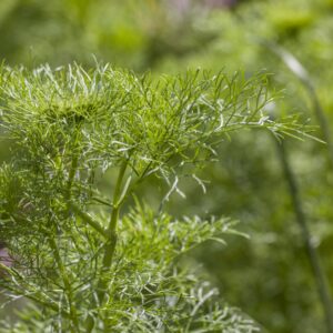 BIO Dill - 3 Stück