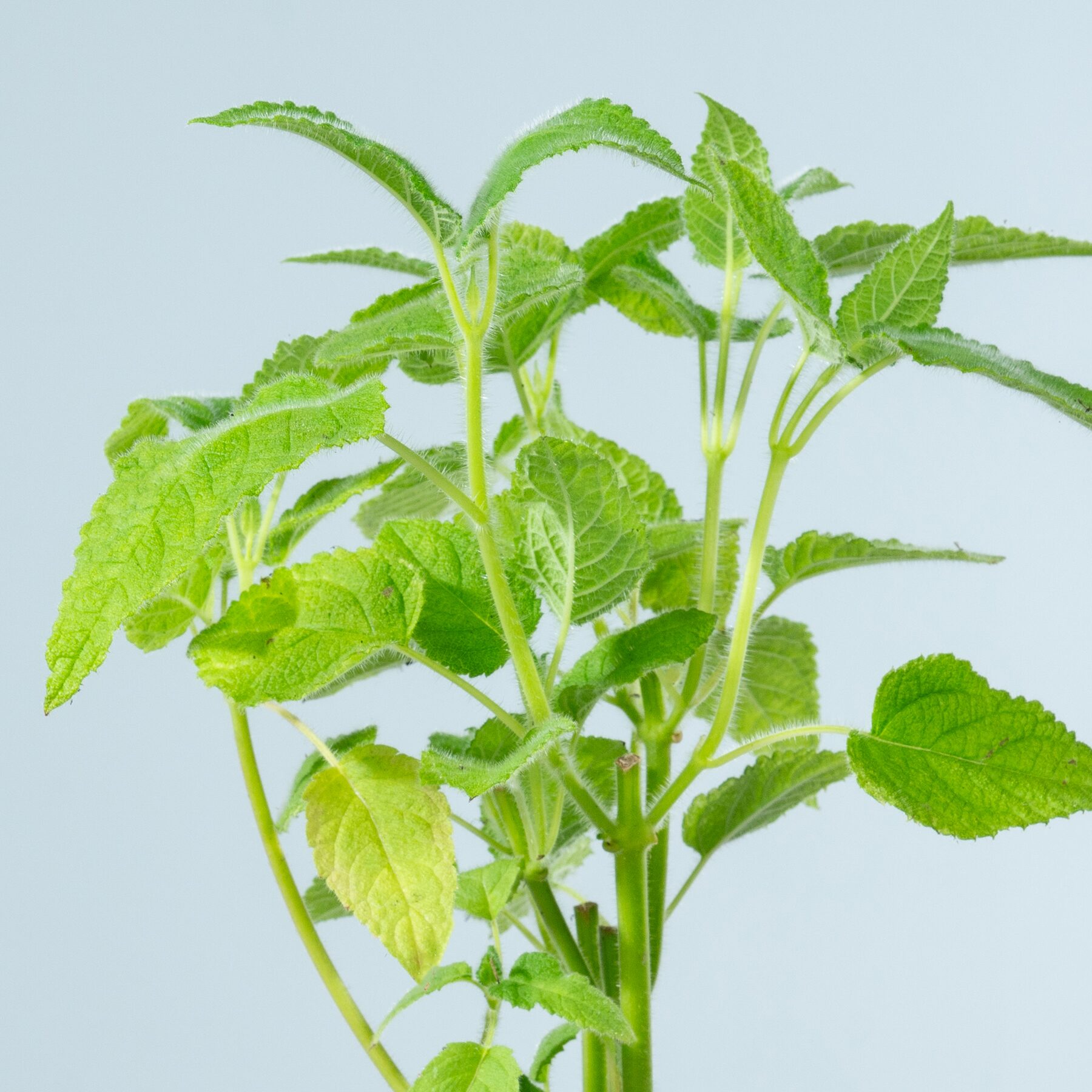 BIO Frucht-Salbei - 3 Stück