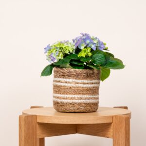 Seegras Korb Gestreift Weiß - 14 cm